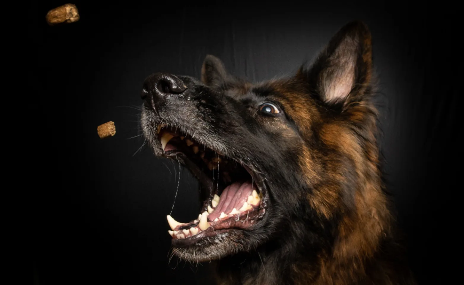 A German Shepherd catching treats in its mouth